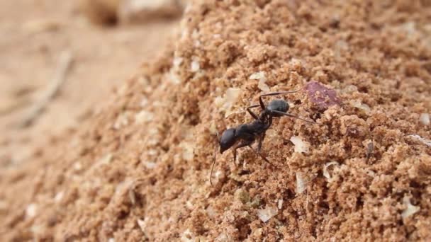 Ant climbs in the sand — Stock Video