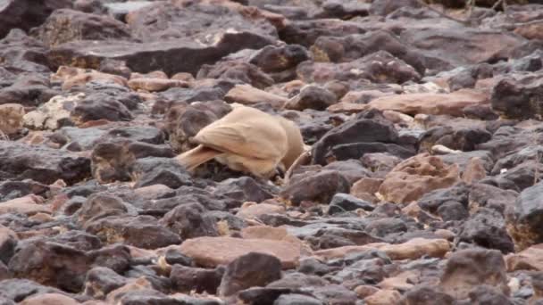 Chukar zu Fuß auf Felsen — Stockvideo