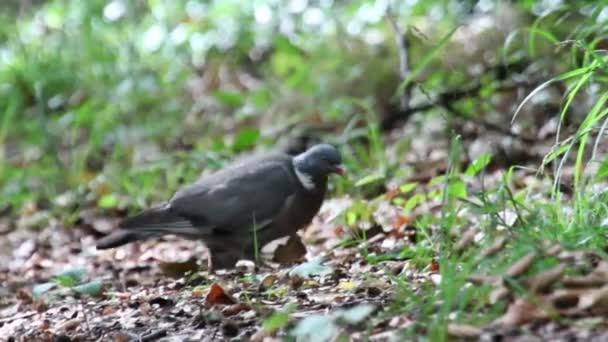 Pigeon des bois marche dans l'herbe — Video