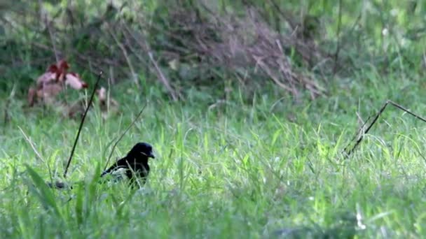 Ekster vogel wandelingen in het gras — Stockvideo