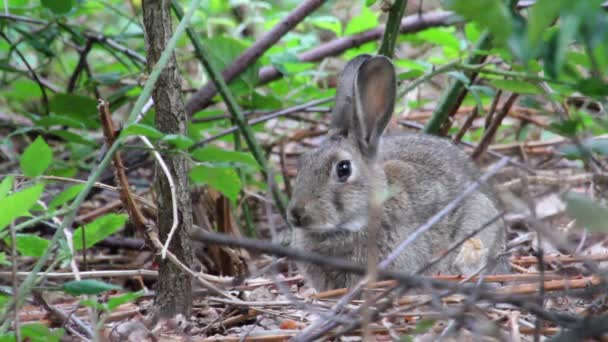 Conejo sentado en madera — Vídeo de stock