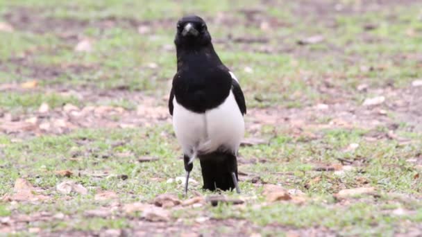 Magpie bird from bua de bulon — Stock Video