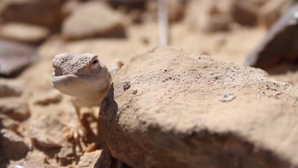 Desert Agama lizard — Stock Video