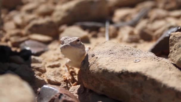 Ящерица пустыни Агама — стоковое видео