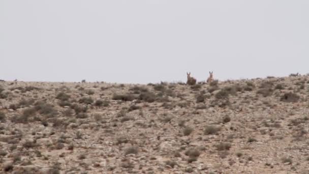 Gazelas de montanha israelenses — Vídeo de Stock