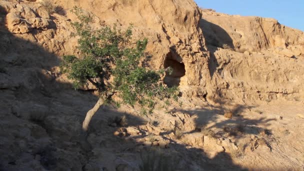 Palestine pistachio tree — Stock Video