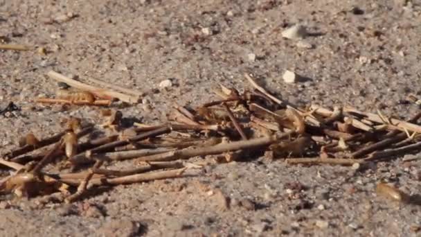 Termites crawling in desert — Stock Video