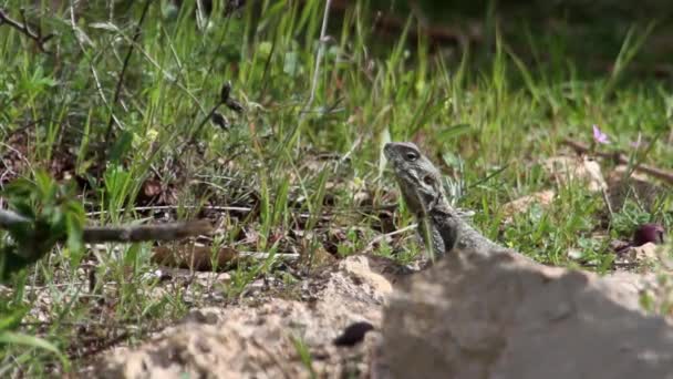 岩の上に座ってアガマトカゲ トカゲ — ストック動画