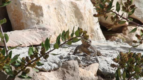 Agama-Eidechse auf Felsen — Stockvideo