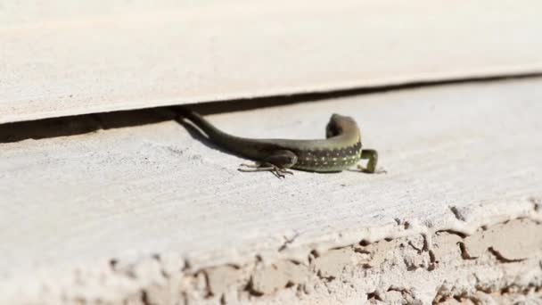 Lézard Agama ramper — Video