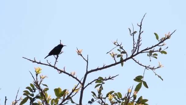 Oiseau assis sur la branche — Video