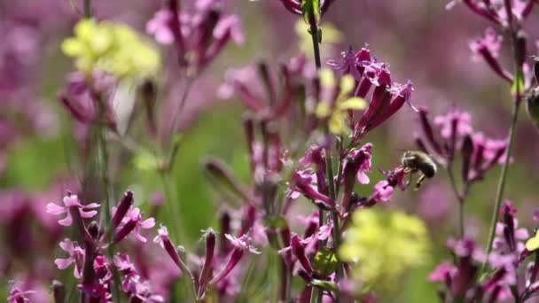 Bee flies on wild flowers — Stock Video