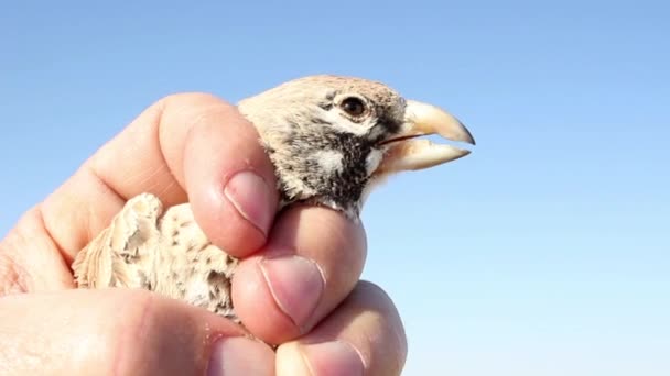 Thick billed lark bird — Stock Video