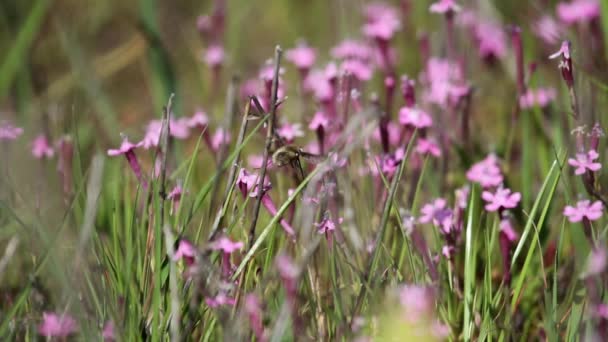 イスラエルの砂漠の野生の花 — ストック動画