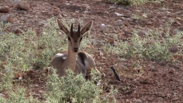 Gacela de montaña israelí — Vídeo de stock