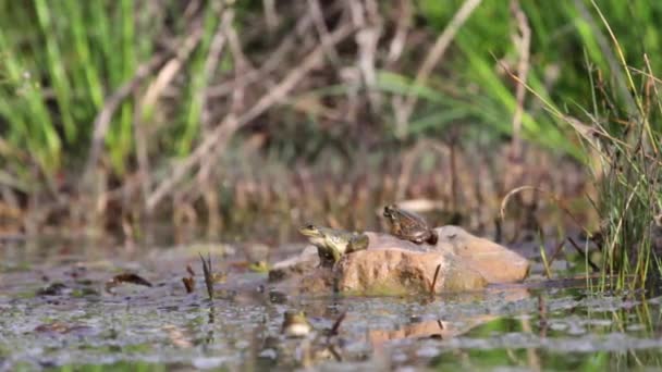 Common frogs jupms in swamp — Stock Video