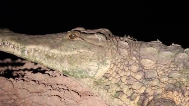 Krokodýl nilský ve vodě — Stock video