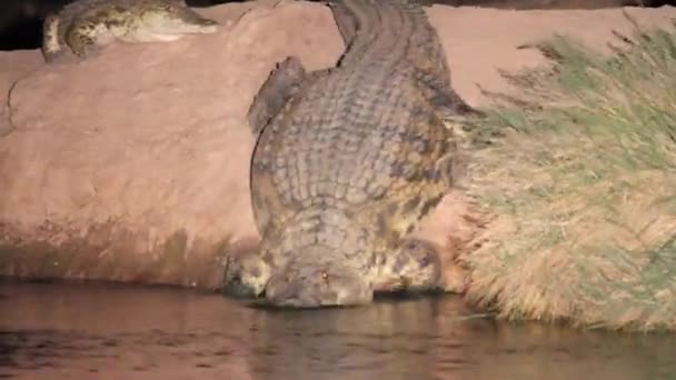 Il coccodrillo del Nilo entra nel lago — Video Stock