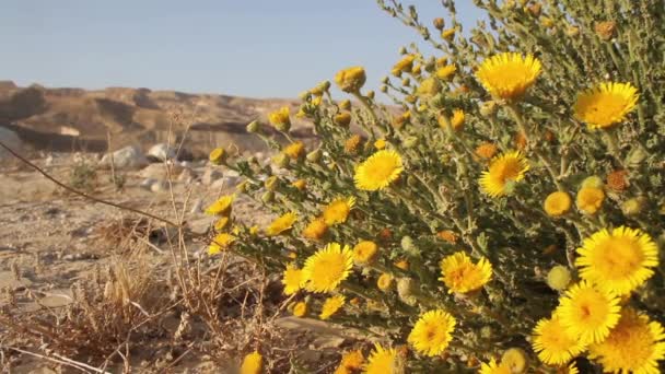 Desert wildflowers in Israel — Stock Video