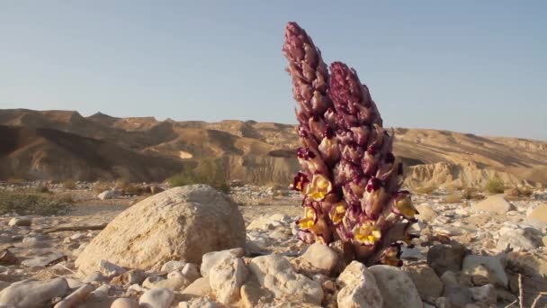 Flores silvestres do deserto em Israel — Vídeo de Stock