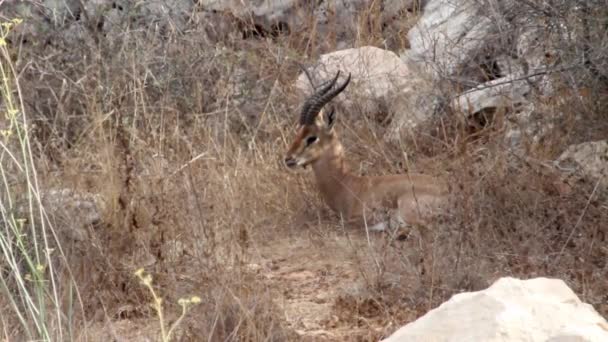 Gacela de montaña israelí — Vídeos de Stock