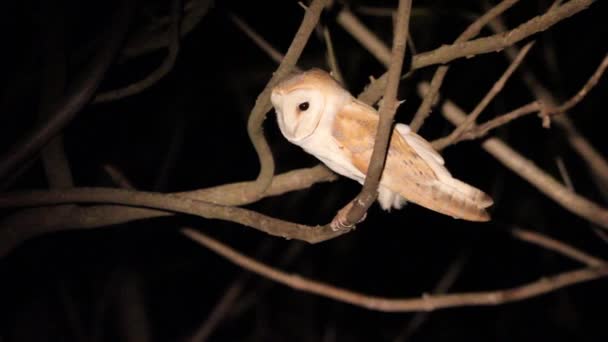 Barn owl se sienta en un árbol — Vídeos de Stock