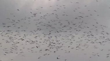 Beyaz leylekler geçiş