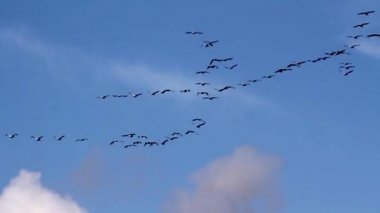 Uçan kuş sürüsü