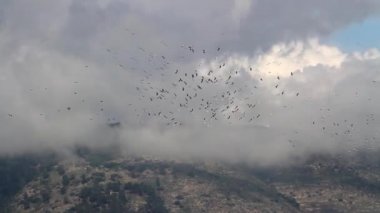 Beyaz leylekler geçiş