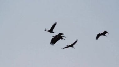 Uçan kuş sürüsü