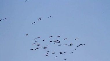 Beyaz leylekler geçiş