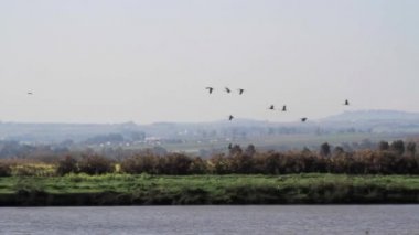 Uçan kuş sürüsü