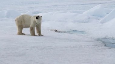 ayı kutup manzara içinde yürüyüş