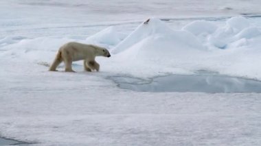 ayı kutup manzara içinde yürüyüş