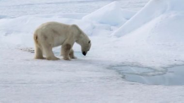ayı kutup manzara içinde yürüyüş