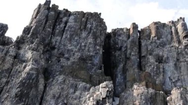 Kalın gagalı Murres koloni