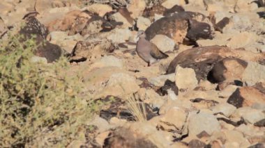 Necef Çölü'nde kum kekliği