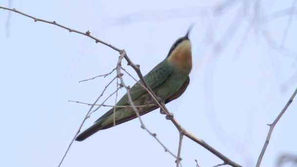 Pájaro batidor verde se sienta en la rama — Vídeos de Stock