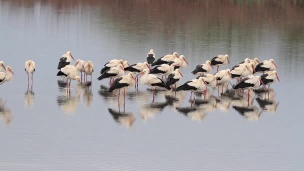 White storks flock — Stock Video