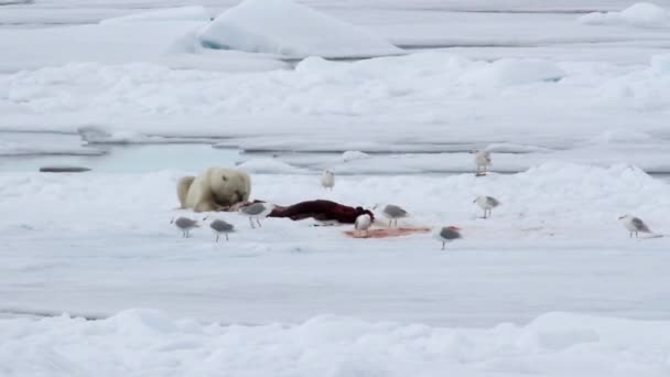 Orso polare che mangia foca — Video Stock