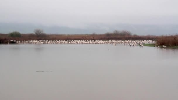 White storks flock — Stock Video