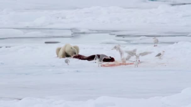 Niedźwiedź polarny jedzenie uszczelnienie — Wideo stockowe