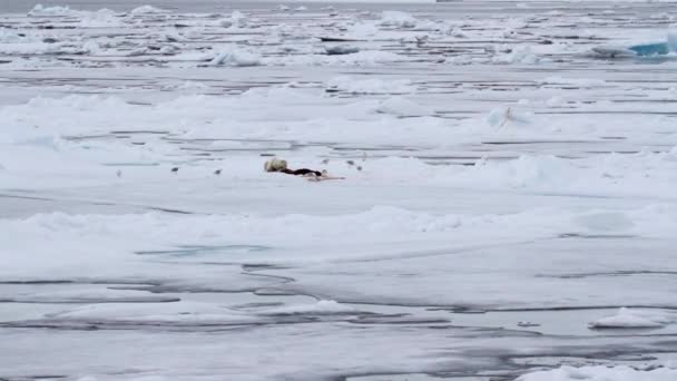 Urso polar a comer foca — Vídeo de Stock