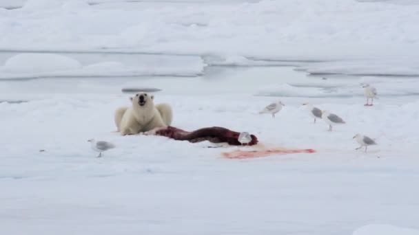 Eisbär frisst Robbe — Stockvideo