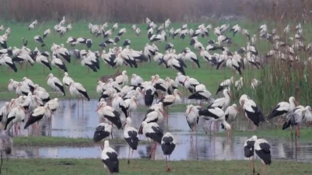 White storks flock — Stock Video