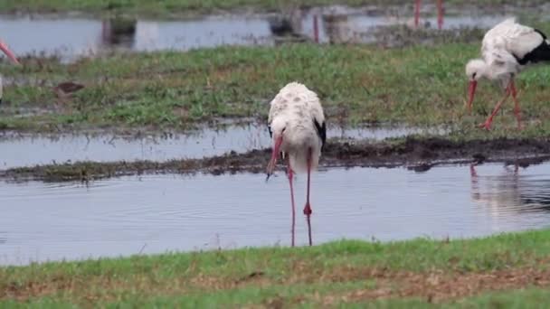 White storks flock — Stock Video