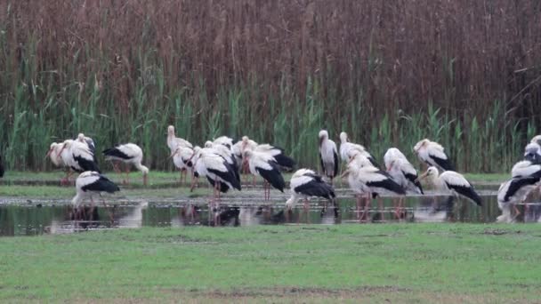 White storks flock — Stock Video