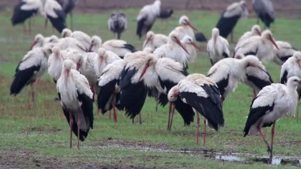 White storks flock — Stock Video