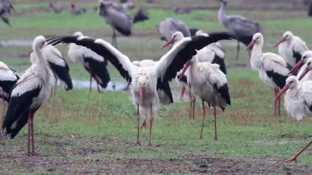 Vita storkar flock — Stockvideo