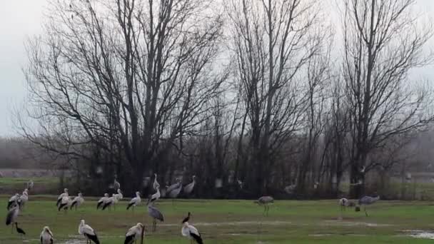 Beyaz leylekler roosting akın — Stok video